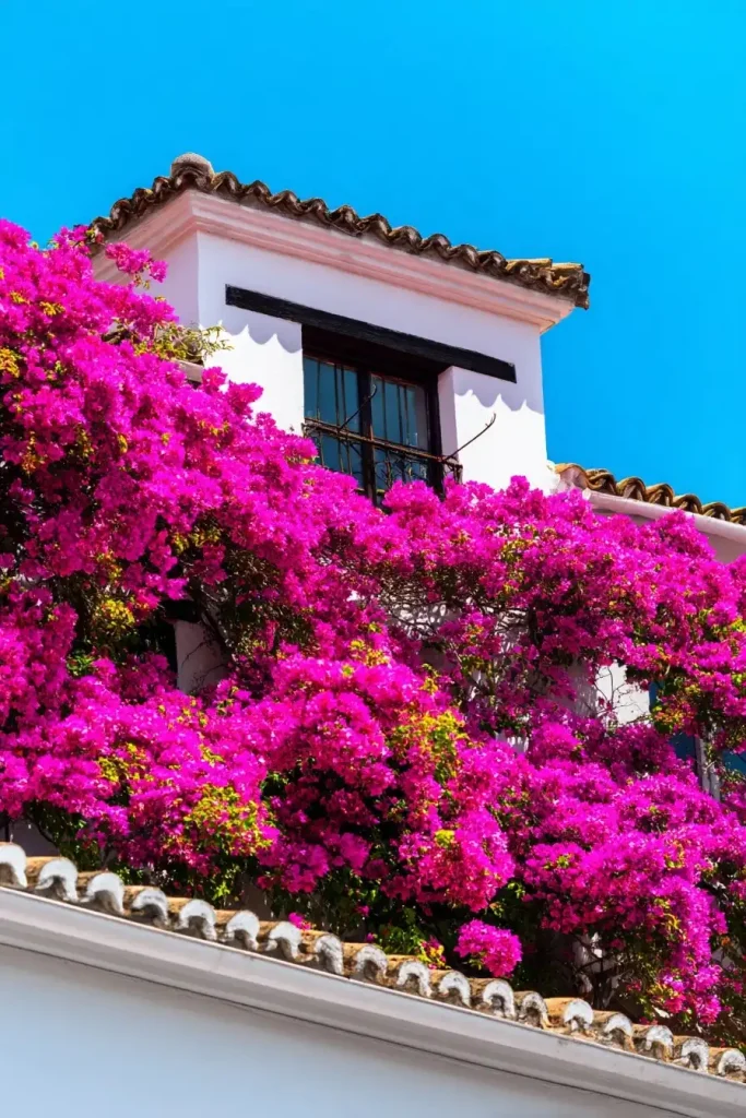 comment cultiver et entretenir votre bougainvillier avec succès