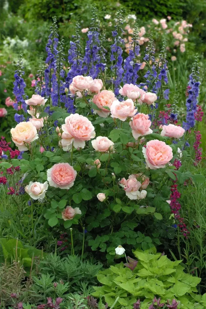 les rosiers, stars incontestées