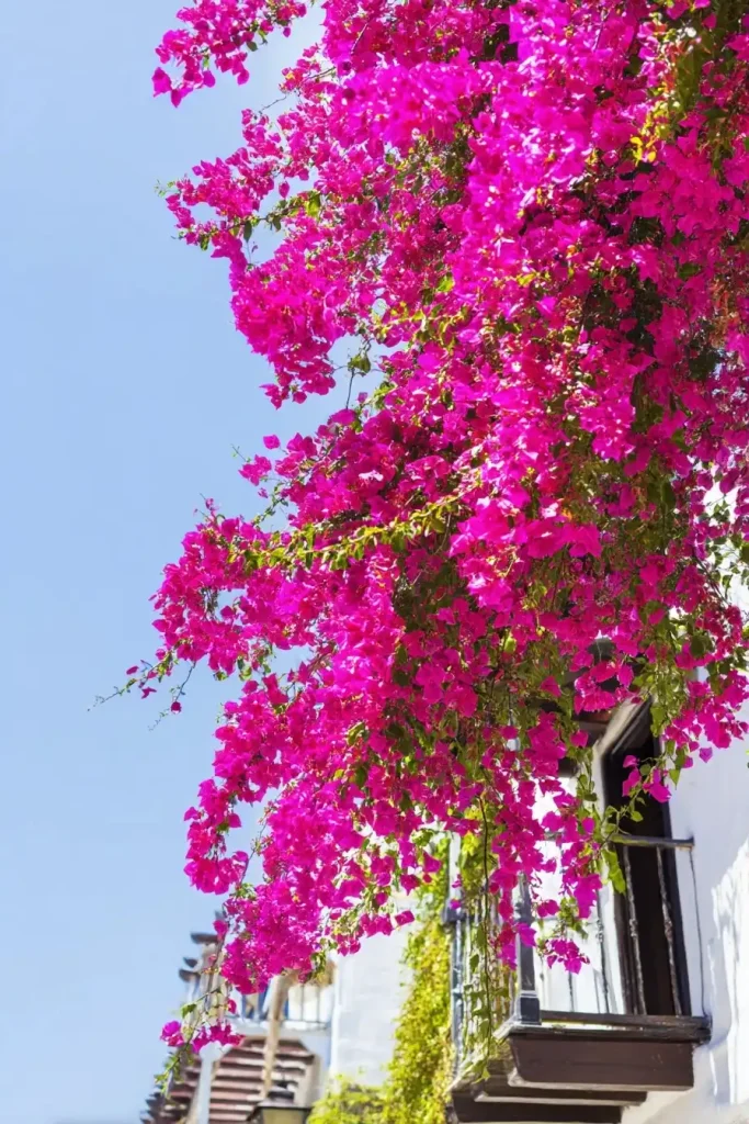 tout savoir sur le bougainvillier, cet arbuste grimpant spectaculaire