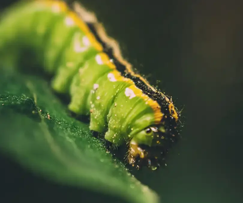 Chenille Verte Dangereuse : Guide Complet pour Protéger Votre Jardin 🌿🐛