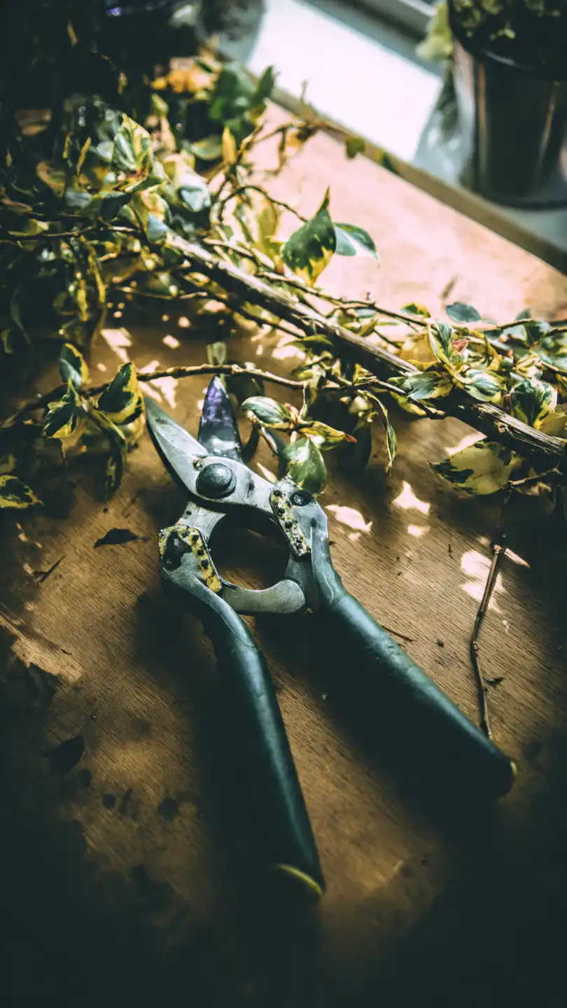 comment tailler le saule crevette