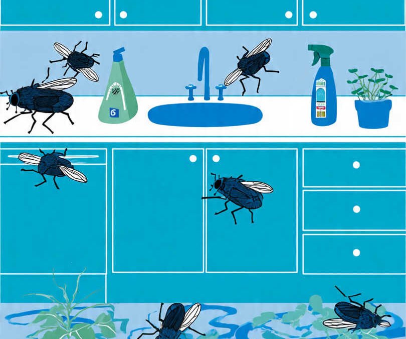 comment se débarrasser des mouches 15 solutions naturelles et efficaces pour un intérieur sain