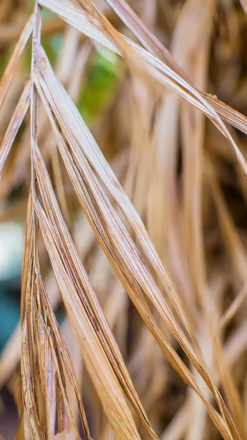 fusariose pourriture rose