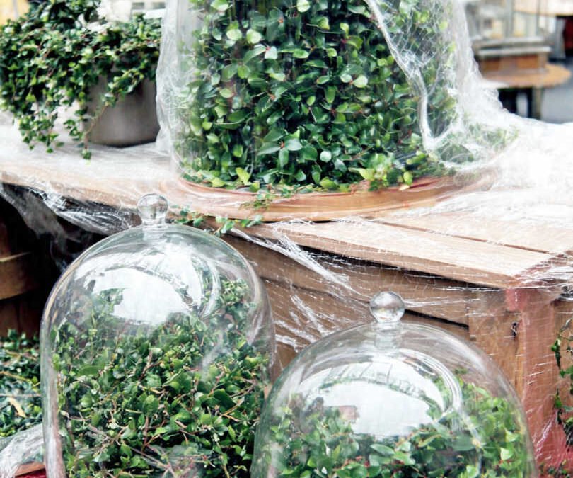 Les Saints de Glace : Tradition et Conseils pour Protéger Votre Jardin