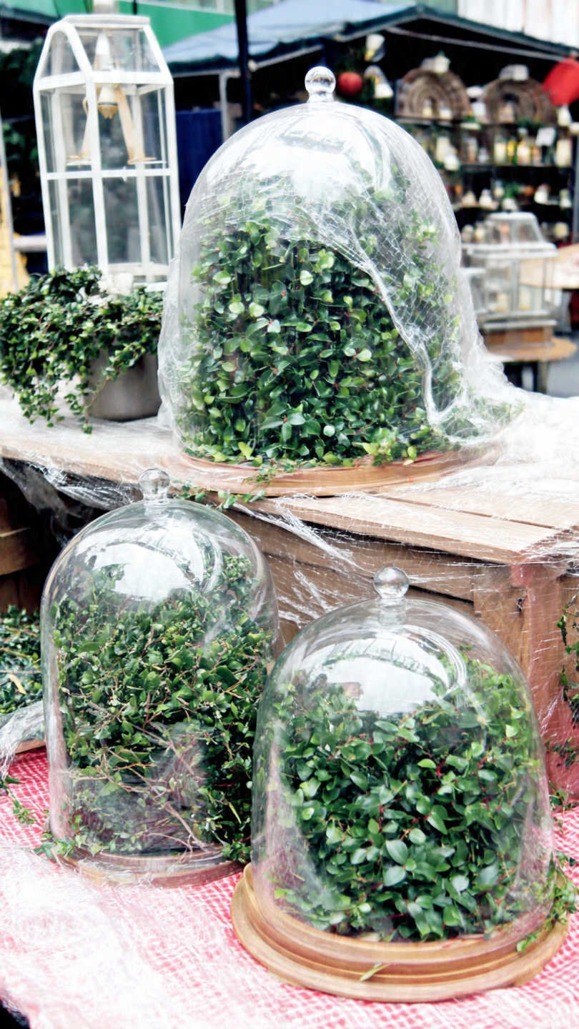 les saints de glace tradition et conseils pour protéger votre jardin