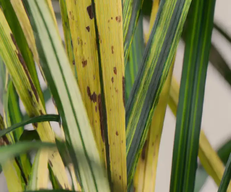 Maladie Palmier : Comment Identifier, Traiter et Prévenir les Problèmes