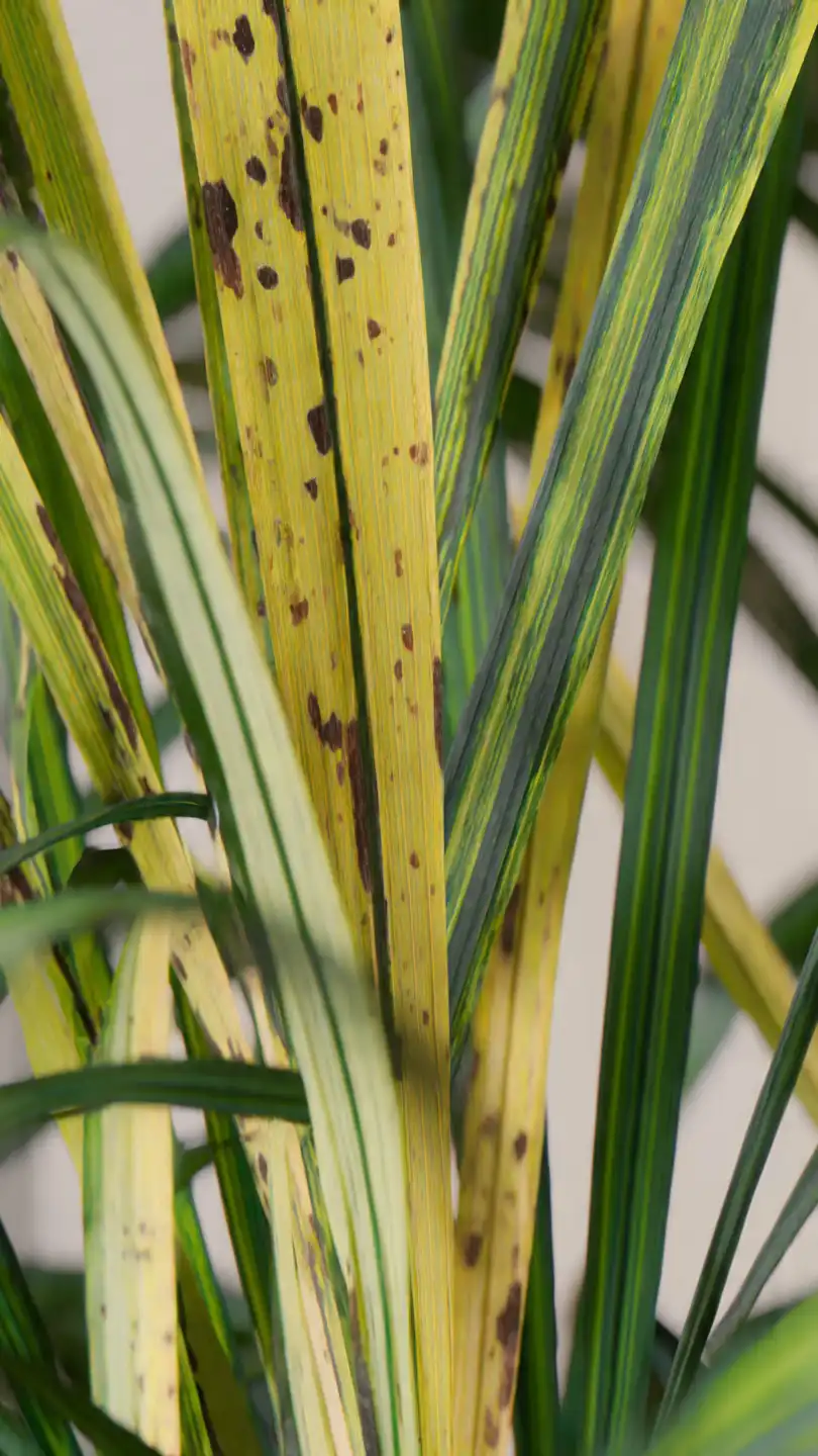maladie palmier comment identifier, traiter et prévenir les problèmes