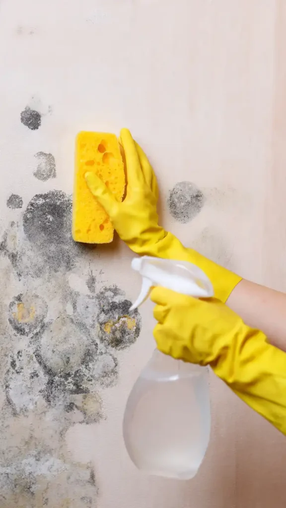 prévention Éviter que le placo ne redevienne moisi