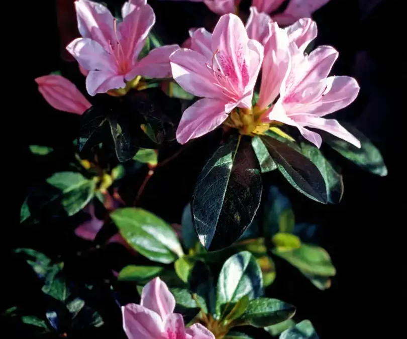 Rhododendron Simsii : Le Guide Complet pour Sublimer votre Intérieur