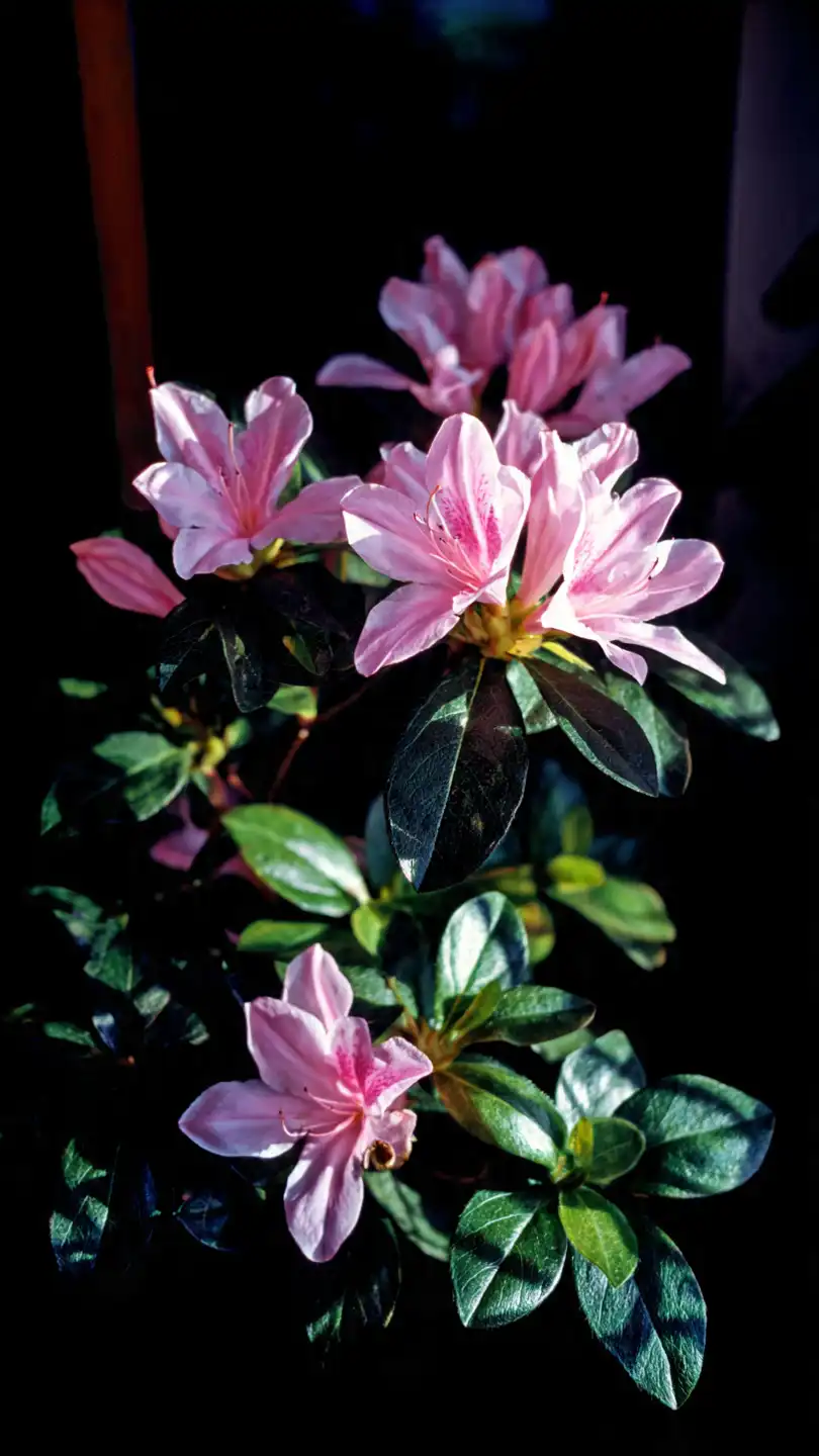 rhododendron simsii le guide complet pour sublimer votre intérieur