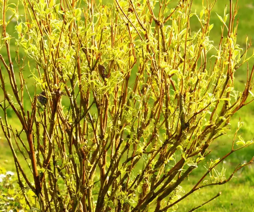 Taille des Saules Crevettes : Guide Complet pour un Arbuste Éclatant