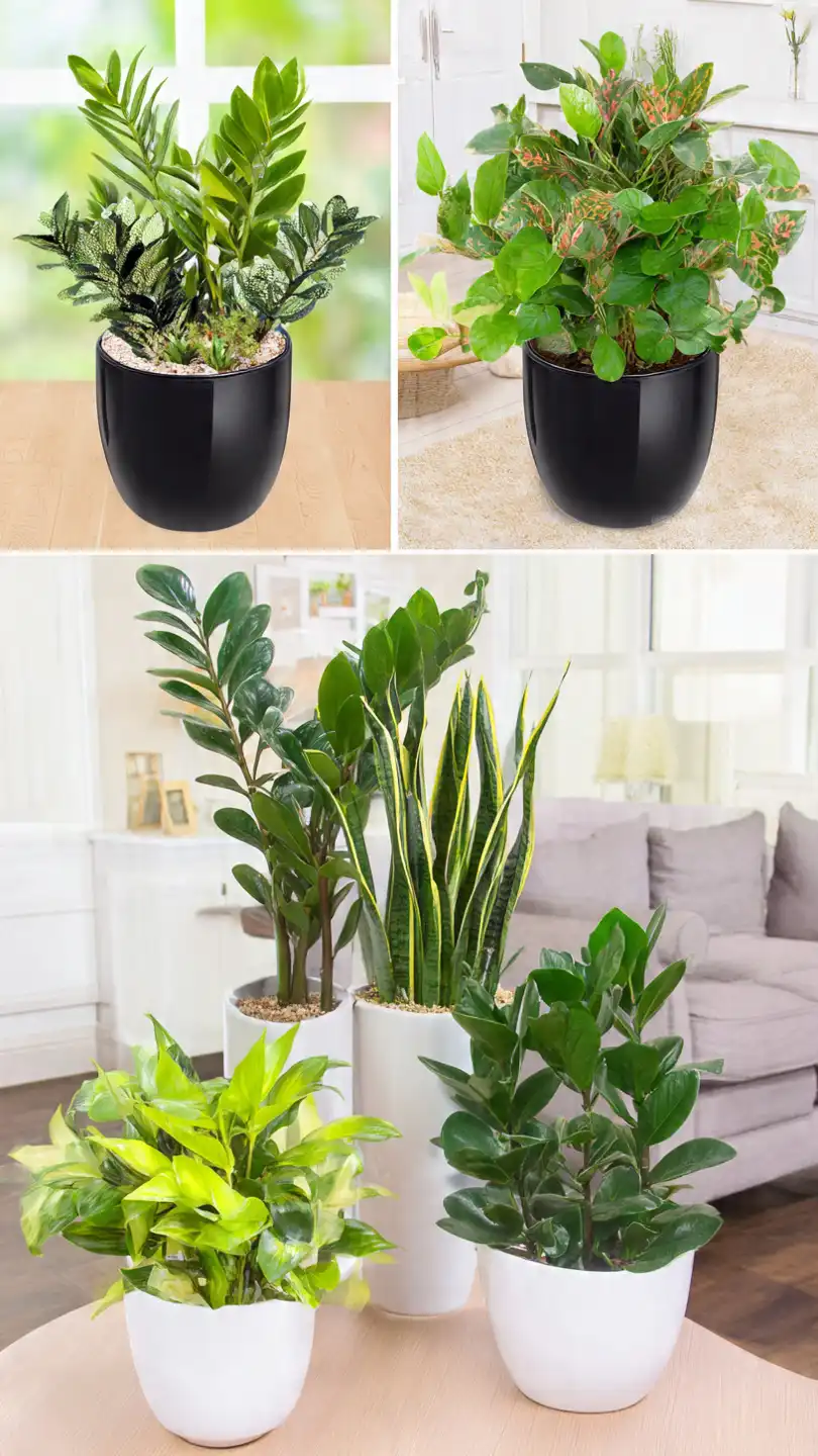 comparatif d absorbeurs naturels de l humidit charbon