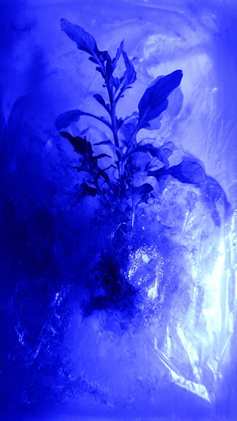 jeunes pousses de l gumes robustes plant es avant