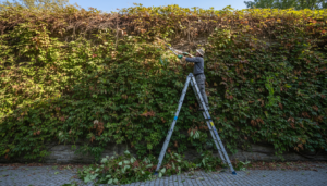 découvrez les inconvénients de la vigne vierge à connaître avant de l'installer dans votre jardin pour faire un choix éclairé.